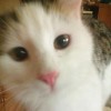 sylviabraeu861994 Avatar