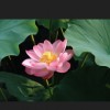 Lotus Avatar