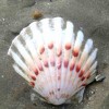 Muschelfan Avatar