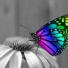 Schmetterblume Avatar