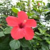 Libelle Avatar