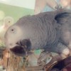 Birgat Avatar