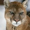 Puma Avatar
