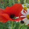 lilyfleure73 Avatar