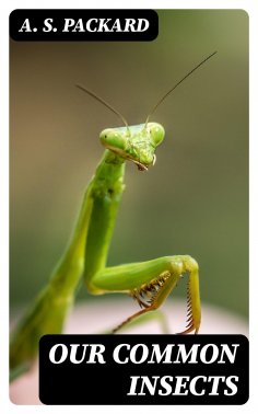 eBook: Our Common Insects