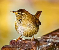 ebook: Dans la peau d'un oiseau
