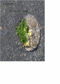 ebook: Mit Haiku durch das Jahr