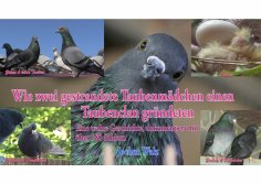 ebook: Wie zwei gestrandete Taubenmädchen einen Taubenclan gründeten