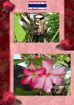 eBook: Thai Blumen und Pfanzen Photobuch von Heinz Duthel