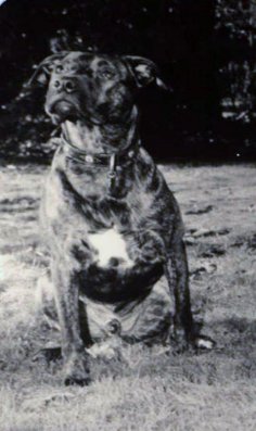 eBook: Willow. Mein Leben als Hund