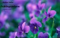 eBook: Frühlingssinfonie
