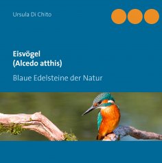 eBook: Eisvögel (Alcedo atthis)