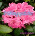 ebook: Frühlingsgedichte