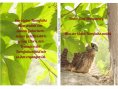 ebook: Mica der kleine Turmfalke erzählt