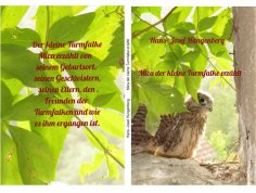 ebook: Mica der kleine Turmfalke erzählt