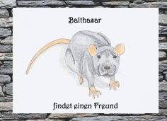 eBook: Balthasar findet einen Freund