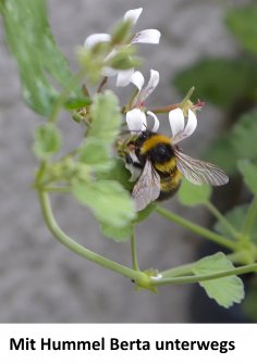 eBook: Mit Hummel Berta unterwegs