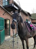 eBook: Horse Performance