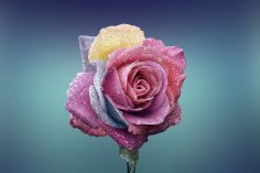 eBook: Club der schönen Herzen