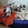 eBook: Vom Glück einen Hund zu haben