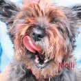 eBook: Molli