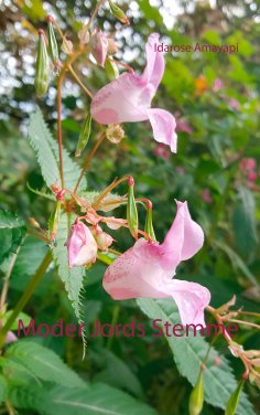 ebook: Moder Jords Stemme