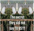 ebook: The secret they did not say TO US!!!