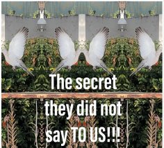 ebook: The secret they did not say TO US!!!