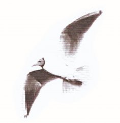 ebook: Jatkoa kirjalle Siipirikko nousee lentoon