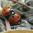 eBook: How they live... Ladybirds